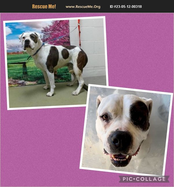 ADOPT 23051200318 American Bulldog Rescue Riverside County, CA