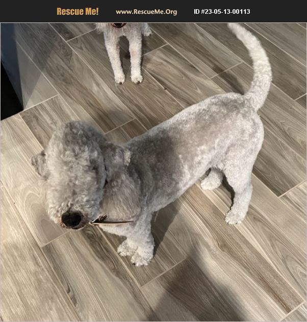 ADOPT 23051300113 Bedlington Terrier Rescue Brentwood, CA