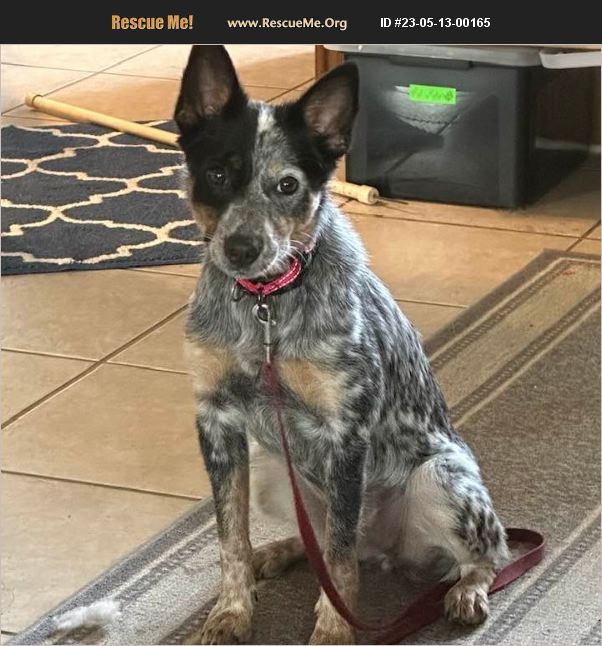 ADOPT 23051300165 Australian Cattle Dog Rescue , FL