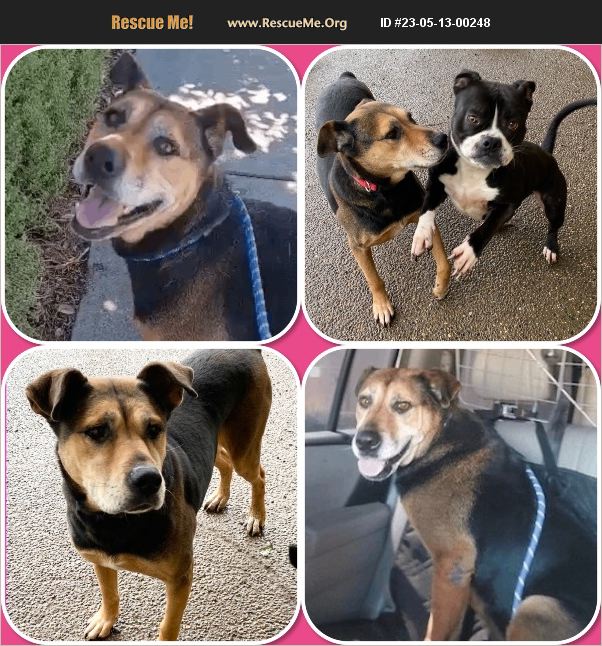 ADOPT 23051300248 Boxer Rescue Auburn, WA