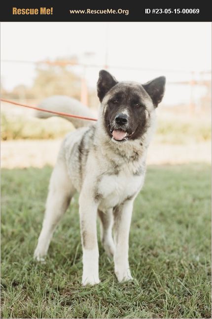 ADOPT 23051500069 ~ Akita Rescue ~ Texas