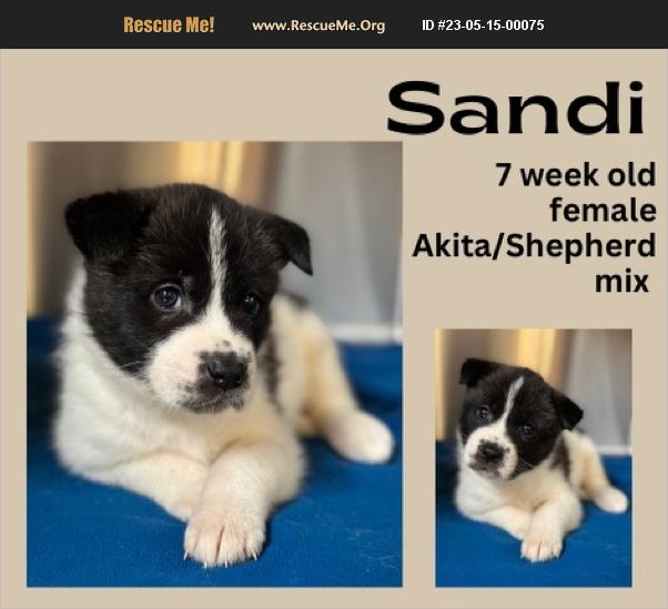 ADOPT 23051500075 ~ Akita Rescue ~ Royse City, TX