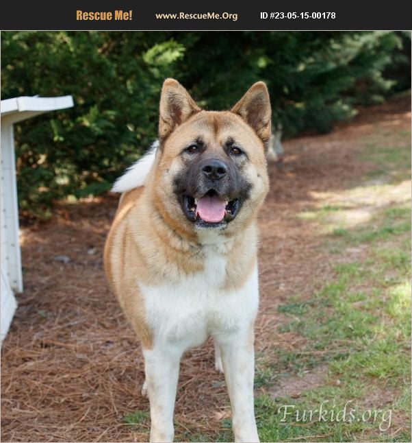 ADOPT 23051500178 ~ Akita Rescue ~ Alpharetta, GA