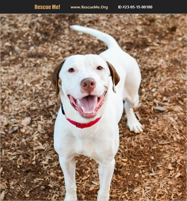 ADOPT 23051500180 Brittany Rescue Alpharetta, GA