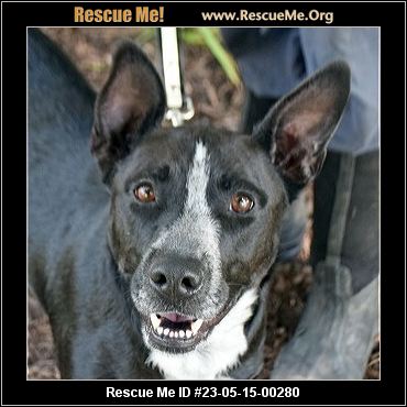 Dog for adoption - Jersey, an Australian Cattle Dog / Blue Heeler in  Peoria, IL