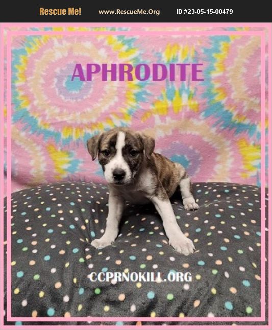 ADOPT 23051500479 American Bulldog Rescue Gatesville, TX