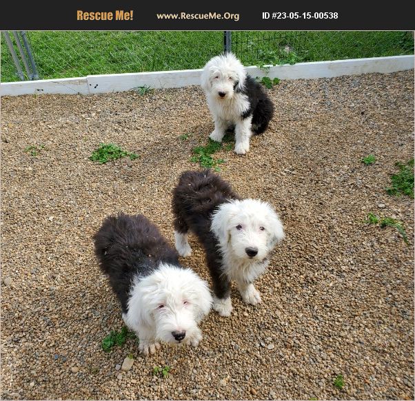 ADOPT 23051500538 Old English Sheepdog Rescue Denver, IN