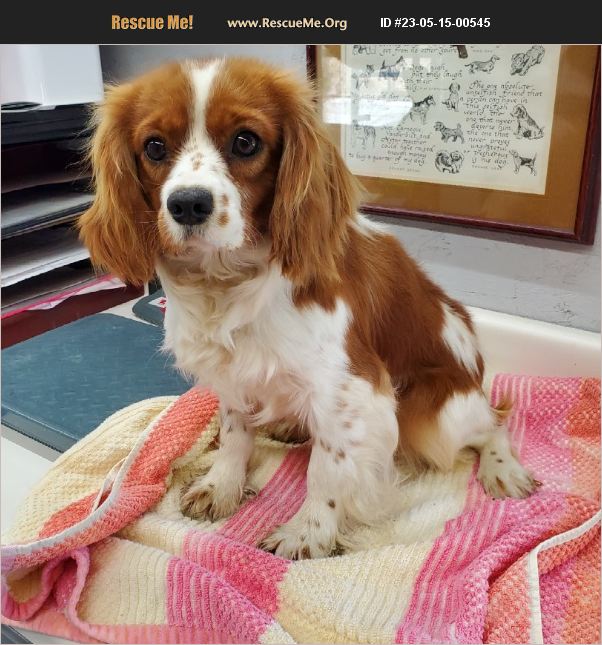 ADOPT 23051500545 Cavalier Rescue Denver, IN