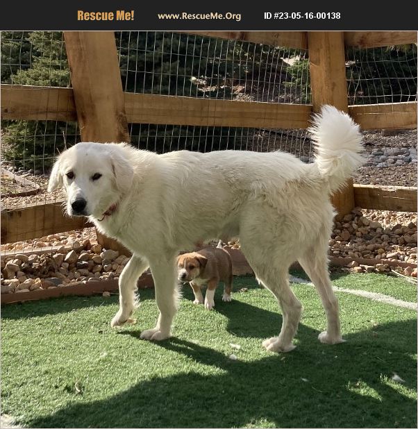 Great Pyrenees Rescue Colorado