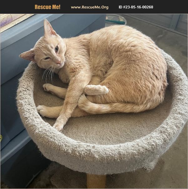 ADOPT 23051600268 Domestic Cat Rescue Redlands CA