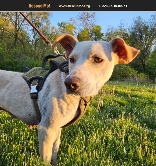 ADOPT 23051600271 Beagle Rescue Kansas City, MO