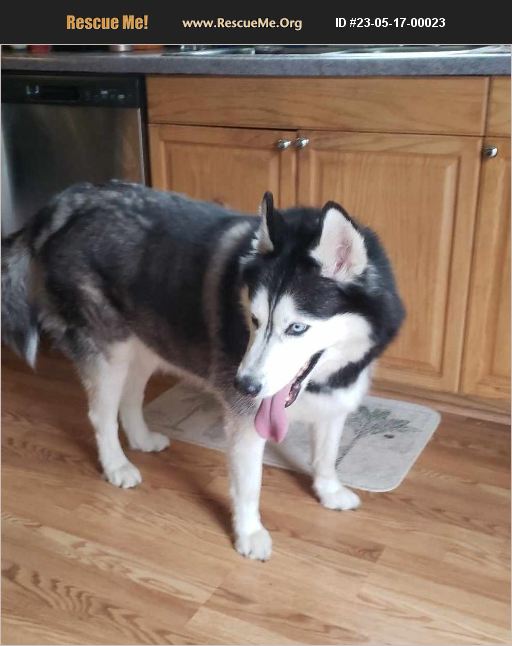 ADOPT 23051700023 Siberian Husky Rescue VIRGINIA BEACH, VA