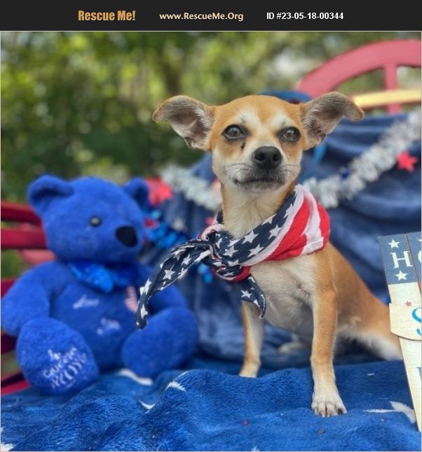 ADOPT 23051800344 Chihuahua Rescue Sebring, FL