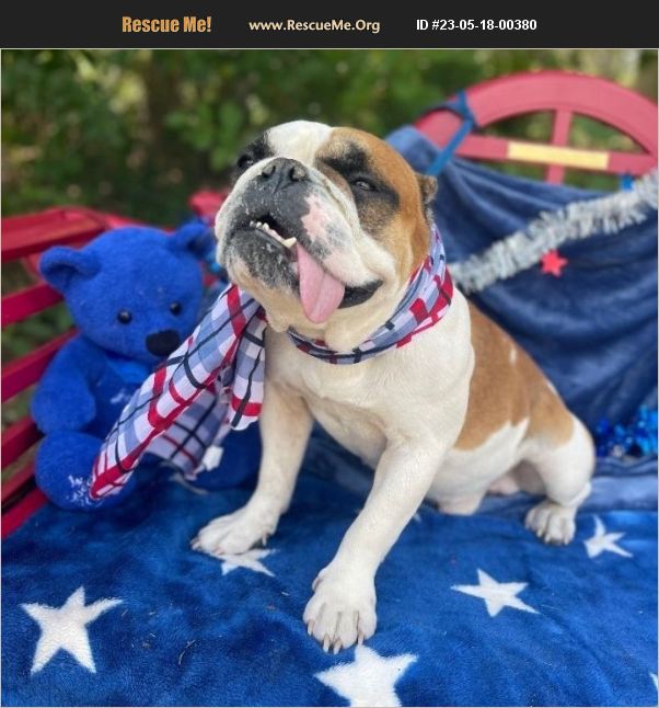 ADOPT 23051800380 Bulldog Rescue Sebring, FL