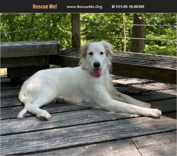 ADOPT 23051800389 Collie Rescue Bedford Hills, NY
