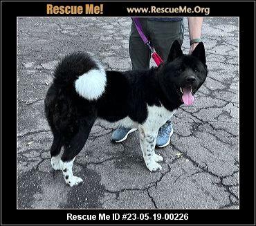 - Georgia Akita Rescue - ADOPTIONS - Rescue Me!