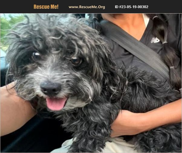 ADOPT 23051900302 Poodle Rescue Bedford Hills, NY