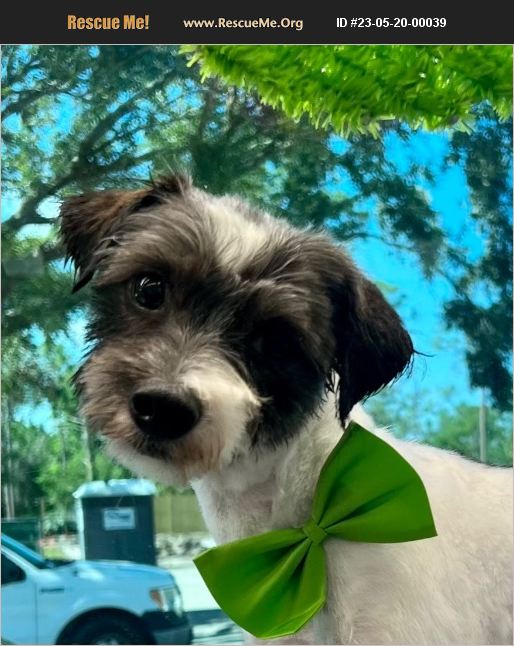 ADOPT 23052000039 Havanese Rescue Fort Myers, FL