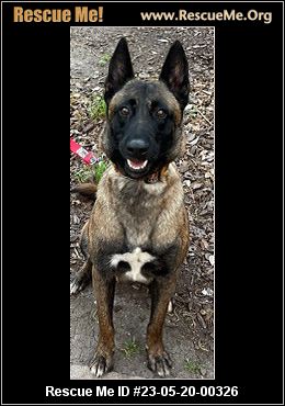 Rescue me belgian store malinois