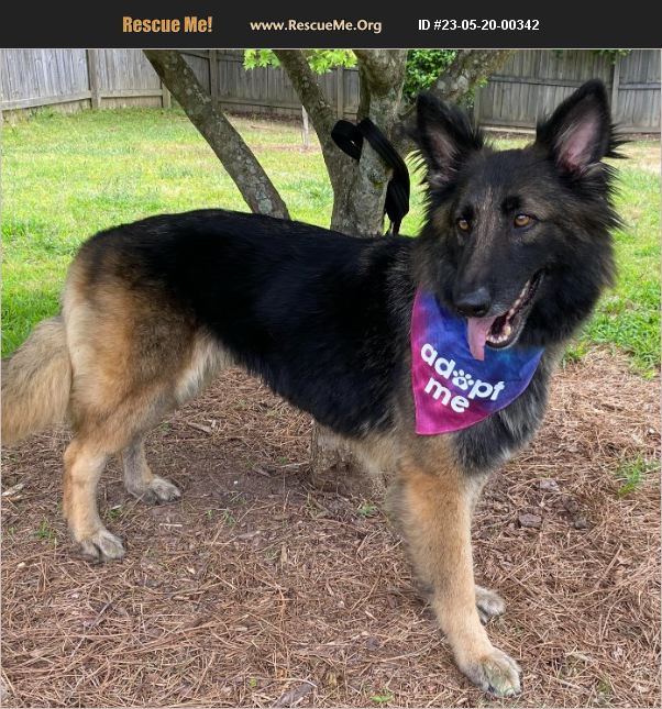 Adopt German Shepherd Rescue Loganville Monroe