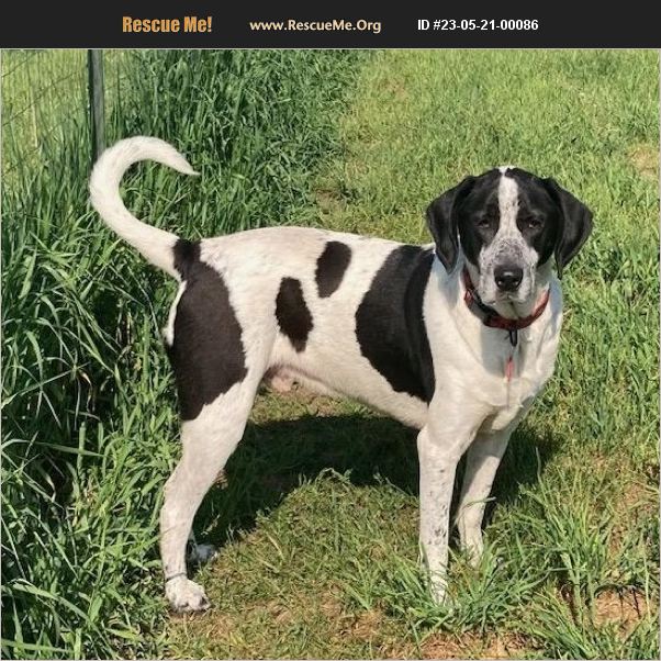 ADOPT 23052100086 Great Dane Rescue Traverse City, MI