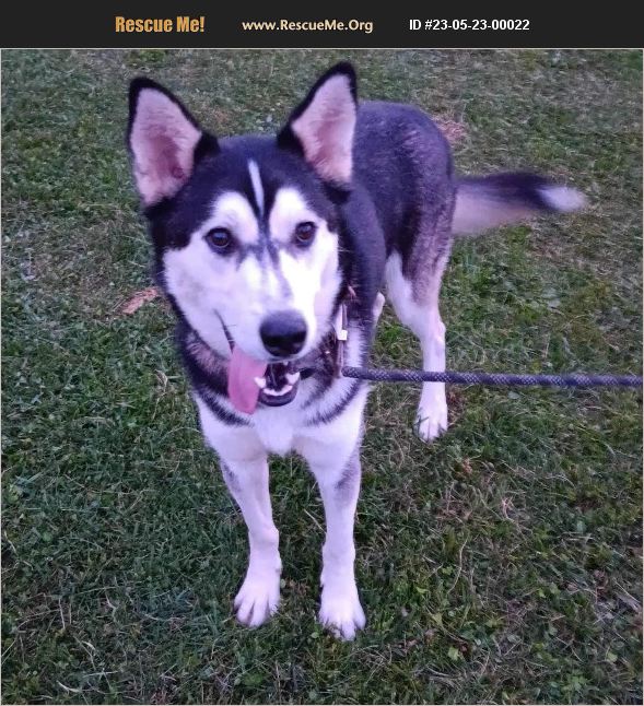 ADOPT 23052300022 Siberian Husky Rescue Benton, PA