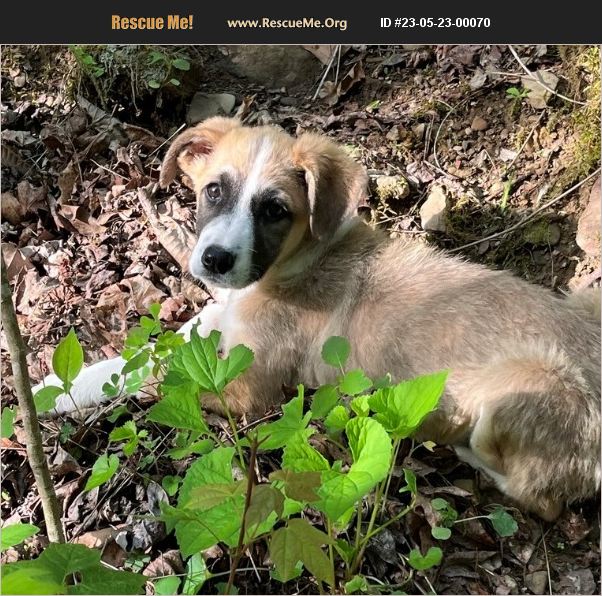 ADOPT 23052300070 Collie Rescue Bethel, CT