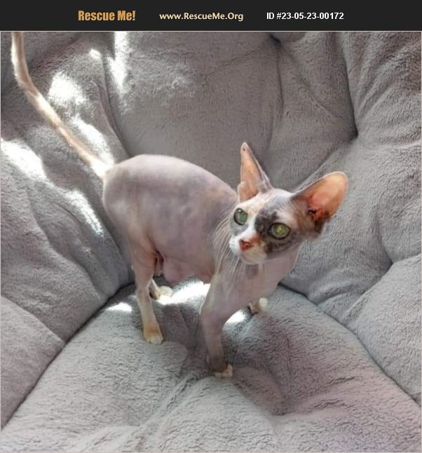 ADOPT 23052300172 Sphynx Rescue Fort Collins, CO