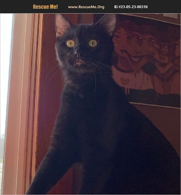 ADOPT 23052300318 Domestic Cat Rescue Sioux Falls, SD