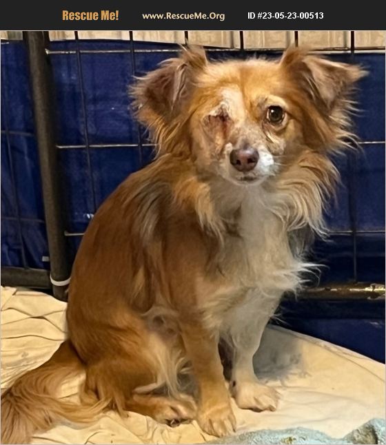 ADOPT 23052300513 Papillon Rescue Thompson Falls, MT