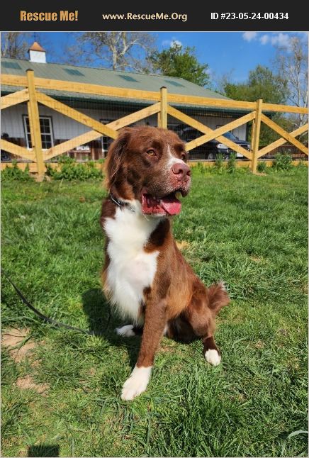 ADOPT 23052400434 Saint Bernard Rescue FRANKFORT KY