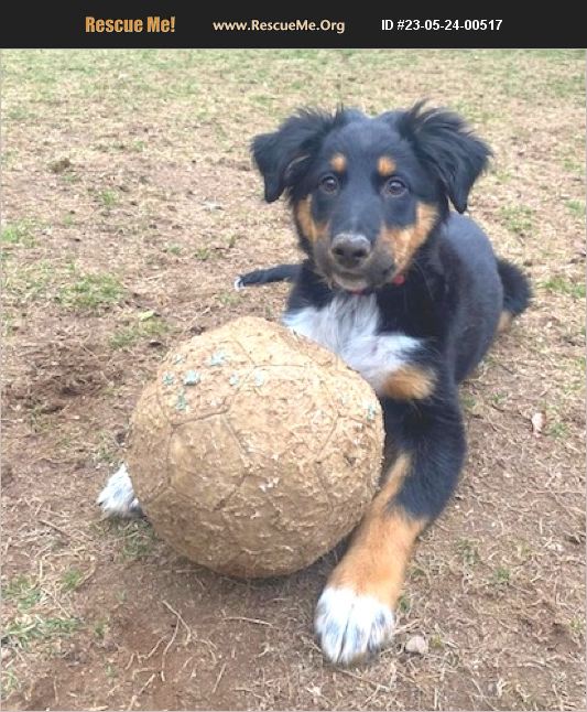 ADOPT 23052400517 Australian Shepherd Rescue Guilford, CT