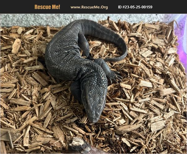 ADOPT 23052500159 ~ Reptile/Amphibian Rescue ~ Spartanburg, SC