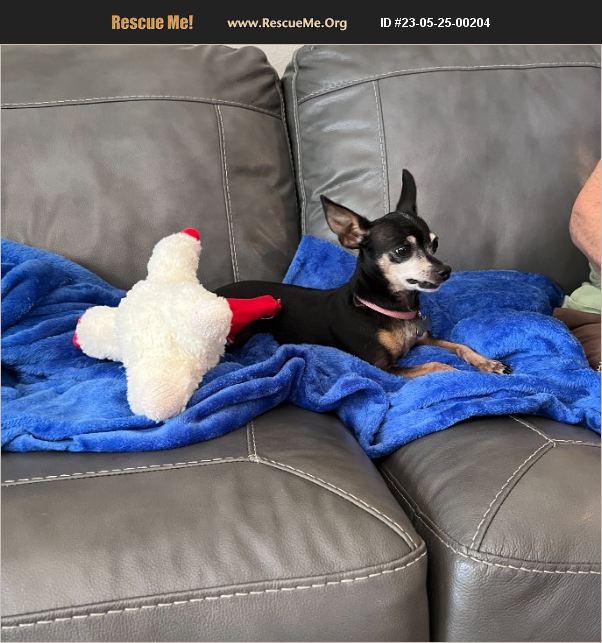 ADOPT 23052500204 Chihuahua Rescue San Antonio, TX