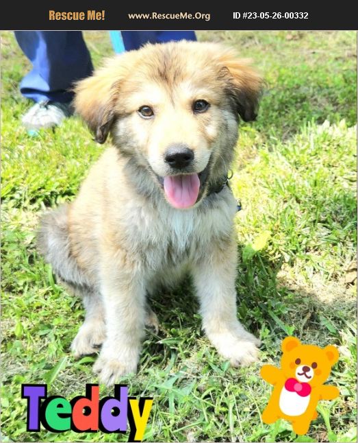 ADOPT 23052600332 Tibetan Mastiff Rescue Grove, OK