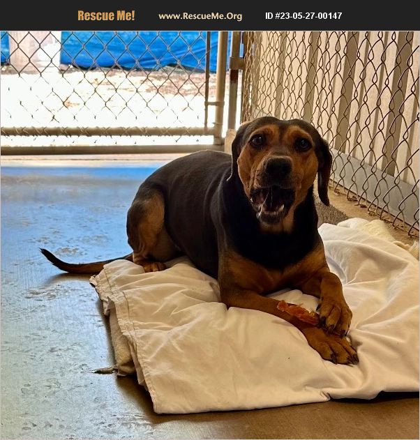 ADOPT 23052700147 Irish Wolfhound Rescue Tombstone, AZ