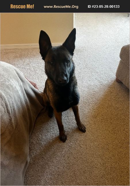 Adopt 23052800133 ~ Belgian Malinois Rescue ~ Elizabeth, Co