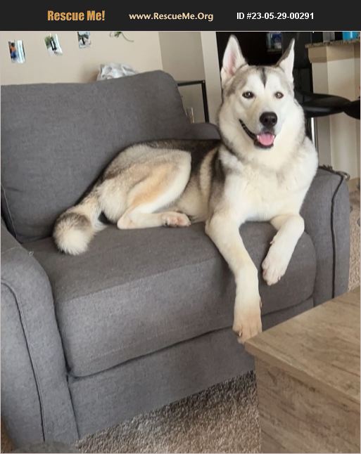 ADOPT 23052900291 Siberian Husky Rescue Kyle, TX