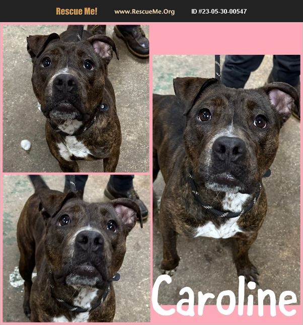 ADOPT 23053000547 Pit Bull Rescue Steger, IL