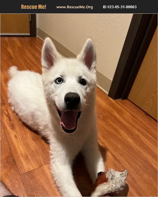 ADOPT 23053100063 Siberian Husky Rescue Louisville, KY