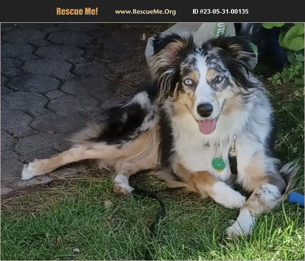 ADOPT 23053100135 Australian Shepherd Rescue Glastonbury, CT