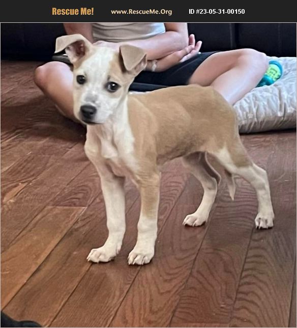 ADOPT 23053100150 Jack Russell Rescue Lincoln Park, NJ