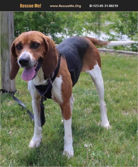 ADOPT 23053100219 Treeing Walker Coonhound Rescue Waynesboro, VA