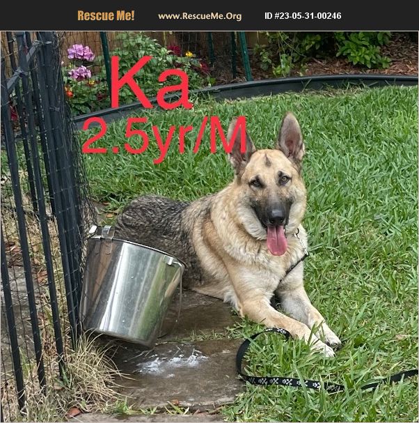 ADOPT 23053100246 German Shepherd Rescue Spring Hill, FL