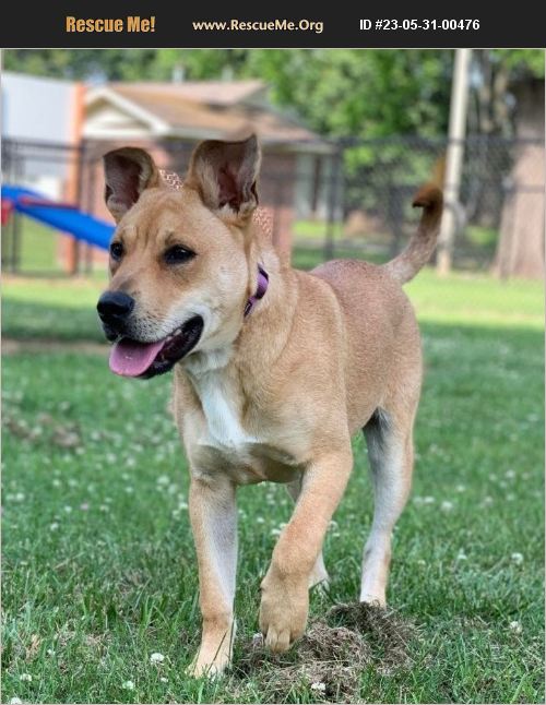 ADOPT 23053100476 Lab Rescue Jackson, TN