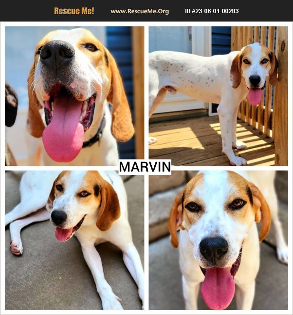 ADOPT 23060100283 Treeing Walker Coonhound Rescue Chicago, IL