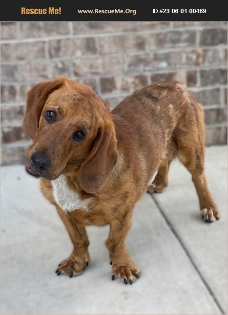 Adopt Basset Hound Rescue Dalton Ga