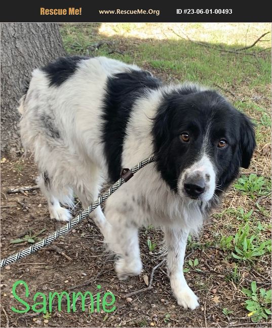 ADOPT 23060100493 Border Collie Rescue Colorado