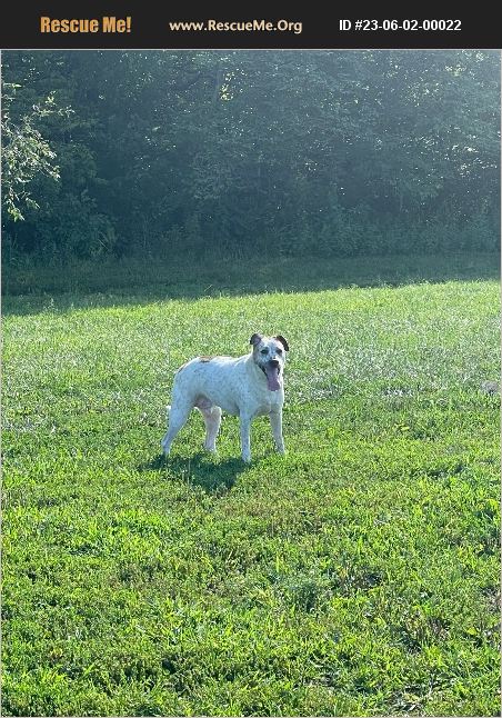 ADOPT 23060200022 ~ Australian Cattle Dog Rescue ~ St. Louis, MO