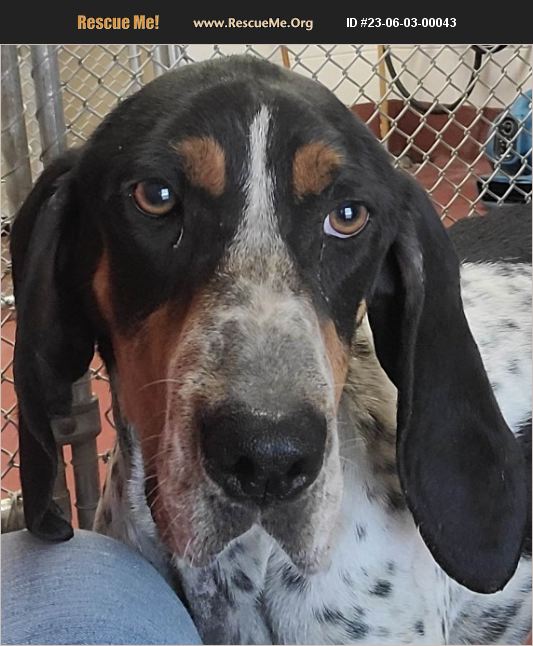 ADOPT 23060300043 Bluetick Coonhound Rescue Hot Springs Va, VA